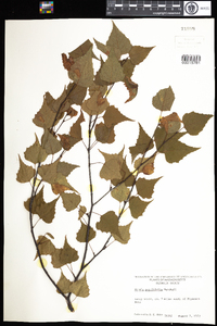 Betula populifolia image