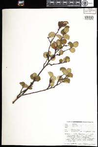 Betula pumila image