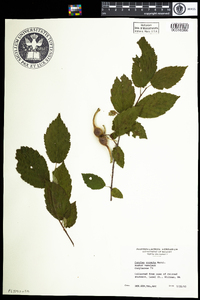 Corylus cornuta image