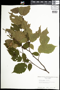 Corylus cornuta image