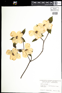 Cornus florida image