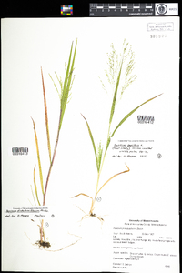 Panicum dichotomiflorum image