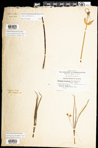 Image of Allium oleraceum