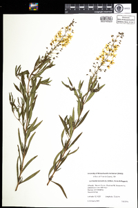 Lysimachia terrestris image