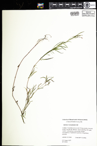 Epilobium leptophyllum image