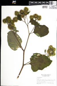 Arctium lappa image