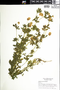 Trifolium aureum image