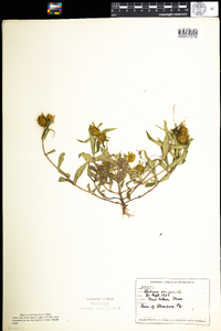 Bidens cernua image