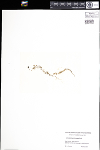 Utricularia geminiscapa image