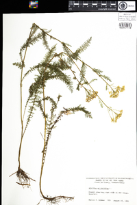 Achillea millefolium image