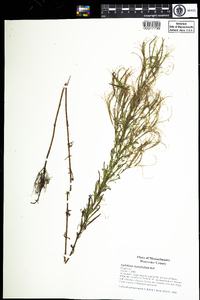 Epilobium leptophyllum image