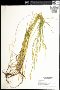 Poa compressa image