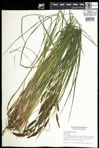 Carex haydenii image