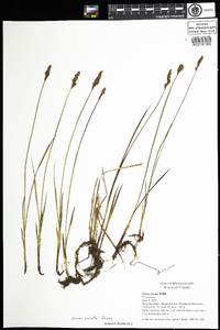 Carex siccata image