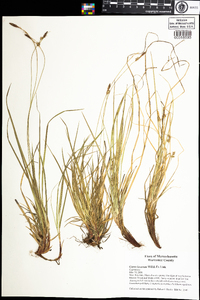 Carex lucorum image