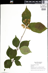 Viburnum dilatatum image