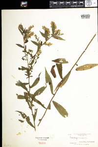 Solidago caesia image