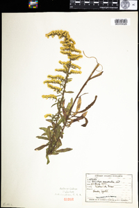 Solidago nemoralis image