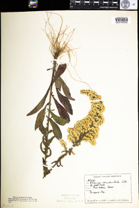 Solidago nemoralis image