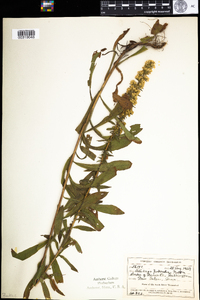 Solidago puberula image