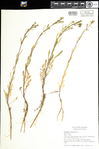 Lepidium virginicum image