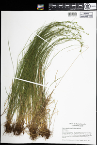 Carex appalachica image