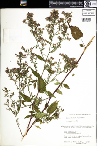 Symphyotrichum cordifolium image