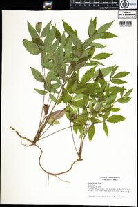 Aralia hispida image