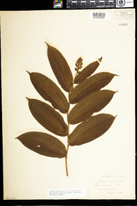 Maianthemum racemosum image