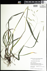 Bromus pubescens image