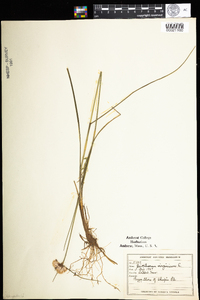 Eriophorum virginicum image