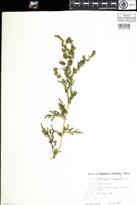 Ambrosia artemisiifolia image