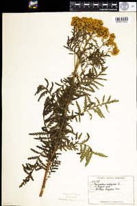 Tanacetum vulgare image