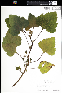 Xanthium strumarium image