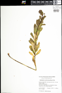 Image of Hylotelephium erythrostictum