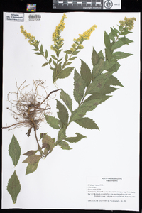 Solidago rugosa image