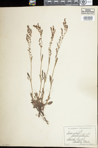 Rumex acetosella image