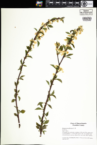 Prunus pensylvanica image