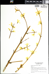 Forsythia suspensa image