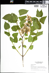 Syringa vulgaris image