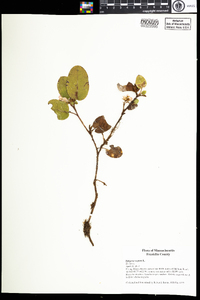 Epigaea repens image