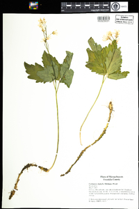 Cardamine diphylla image