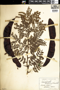 Gleditsia triacanthos image