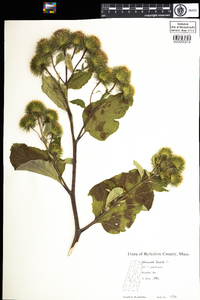 Arctium lappa image