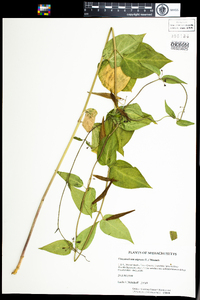 Cynanchum louiseae image