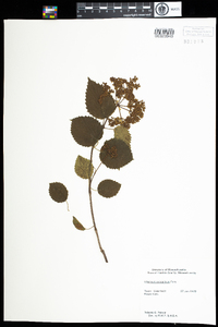 Viburnum dentatum var. lucidum image