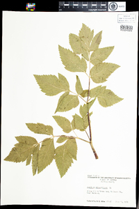 Angelica atropurpurea image