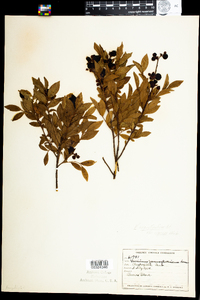 Vaccinium angustifolium image