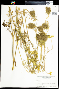 Daucus carota image