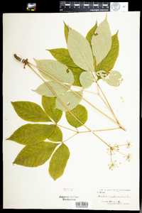 Aralia nudicaulis image